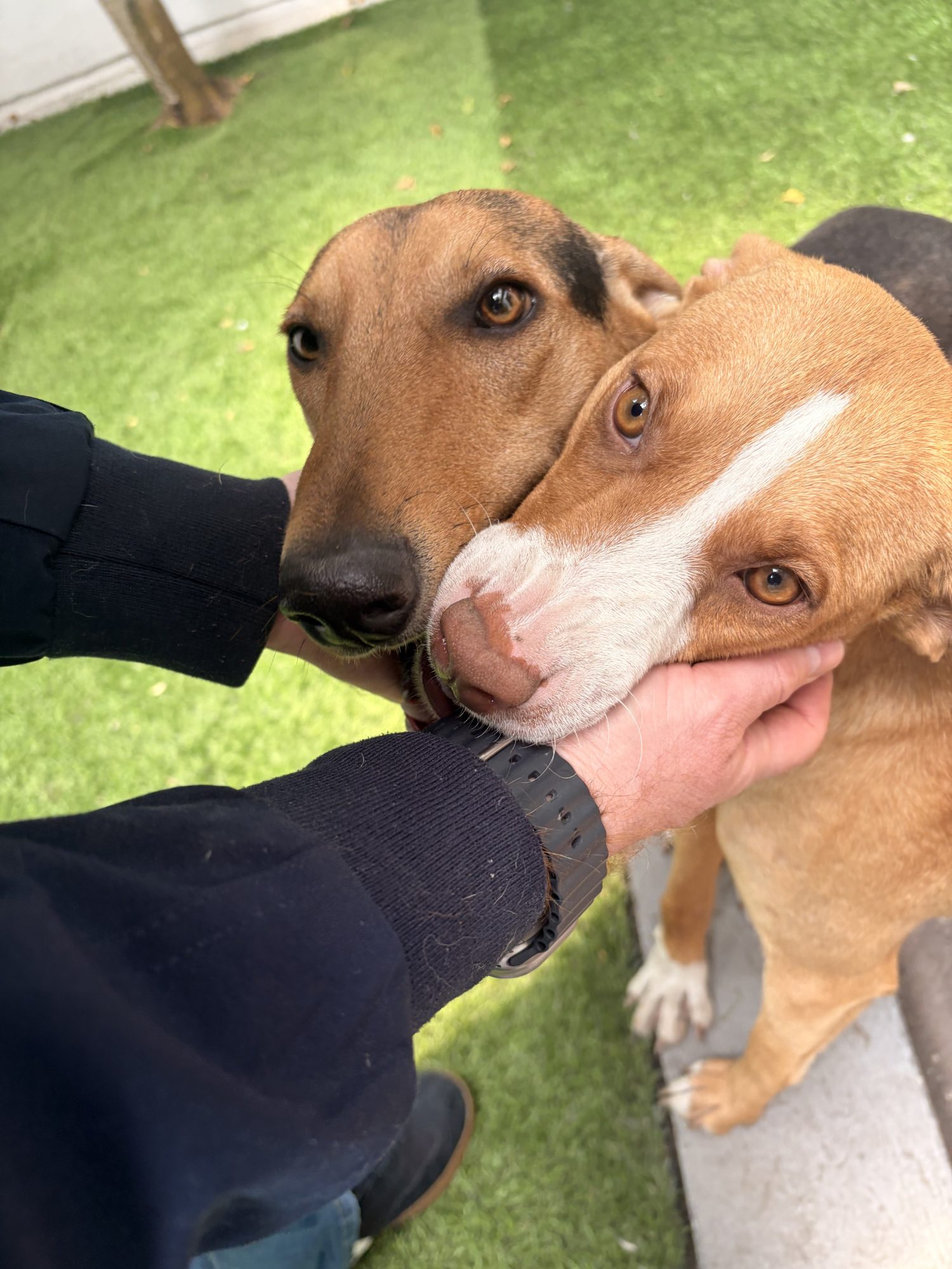 Ramón y Camelia. ¡LOS FUNDADORES de PETMATCH!