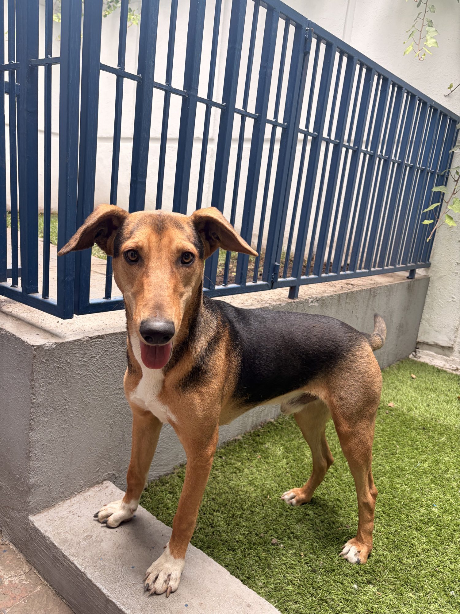 Ramón - "Monchis" ¡EL CORAZÓN DE PETMATCH!