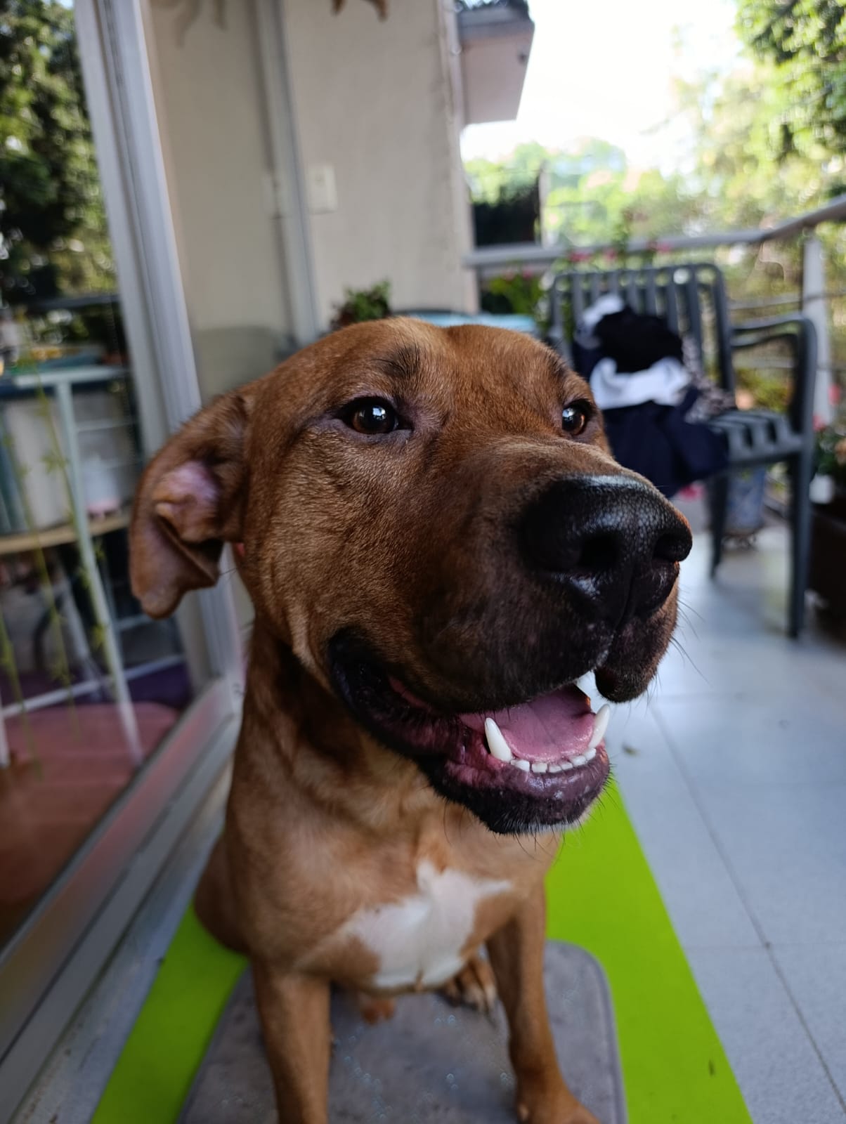 CANELO